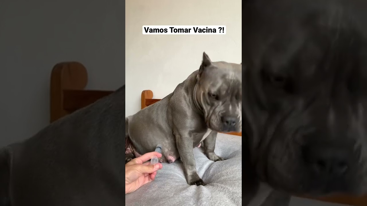 Vamos Tomar Vacina?! 😆 #maoriblue #dog #pet