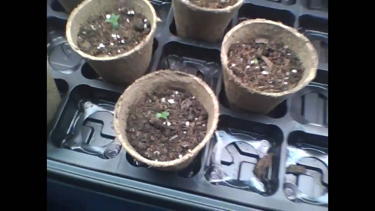 Growing some Lemon Skunk (Week 1 / Day 3)