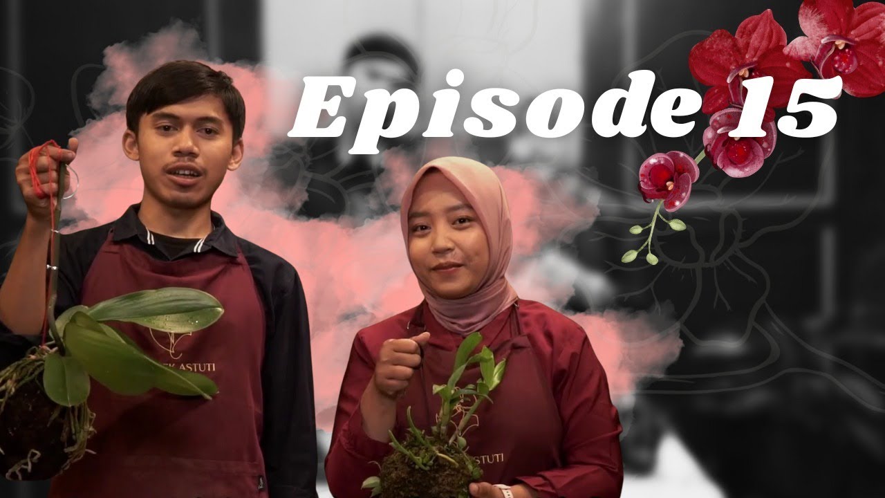 Cara membuat tanaman Anggrek Orchidama supaya lebih menarik!