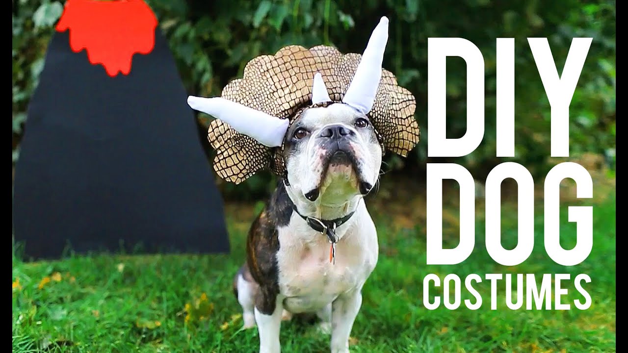 DIY COSTUMES FOR YOUR PET