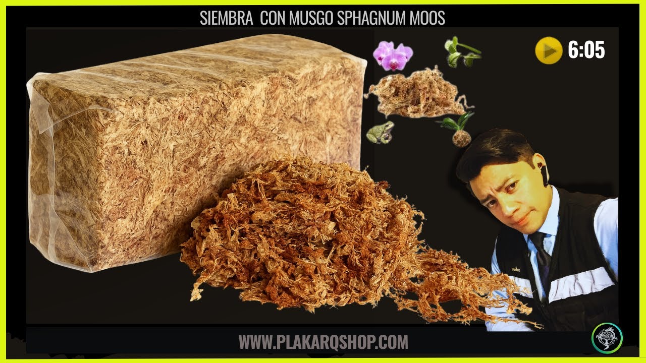 Musgo Sphagnum: Para Qué Sirve y Cómo Usarlo Correctamente 🌿