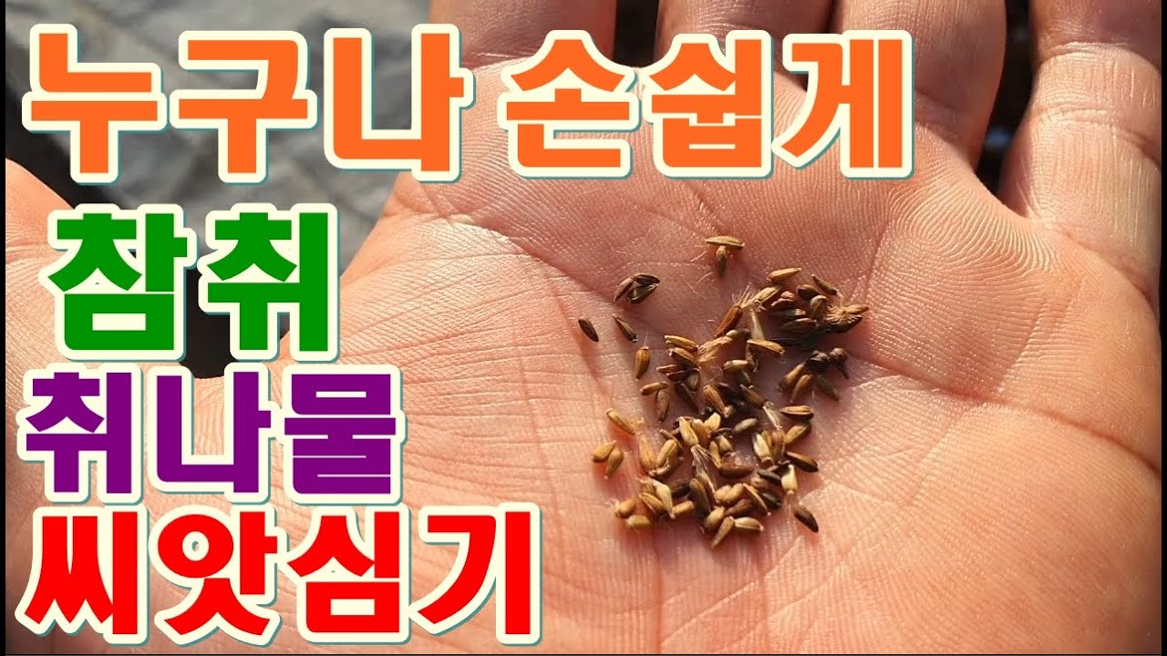 누구나 손쉽게 참취 취나물 파종시기 파종하는방법 심는방법 필요한재료 산나물씨앗파종방법