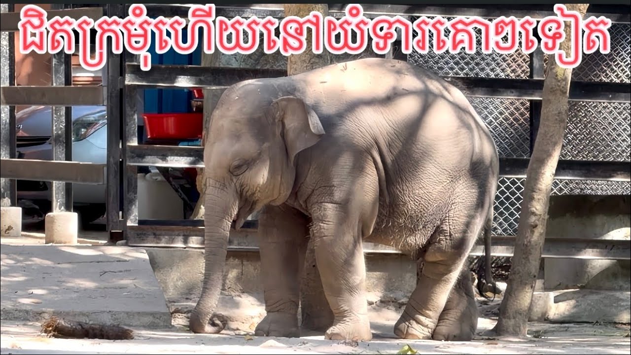 លំផាត់ជិតក្រមុំហើយនៅយំទារគោៗទៀត,Lomphat is almost grown up already, but still cries asking for milk.
