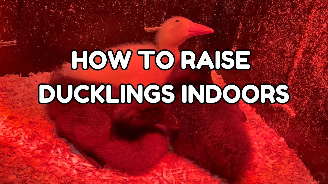 How to Raise Ducklings INDOORS - Easy Methods for Healthy Ducks
