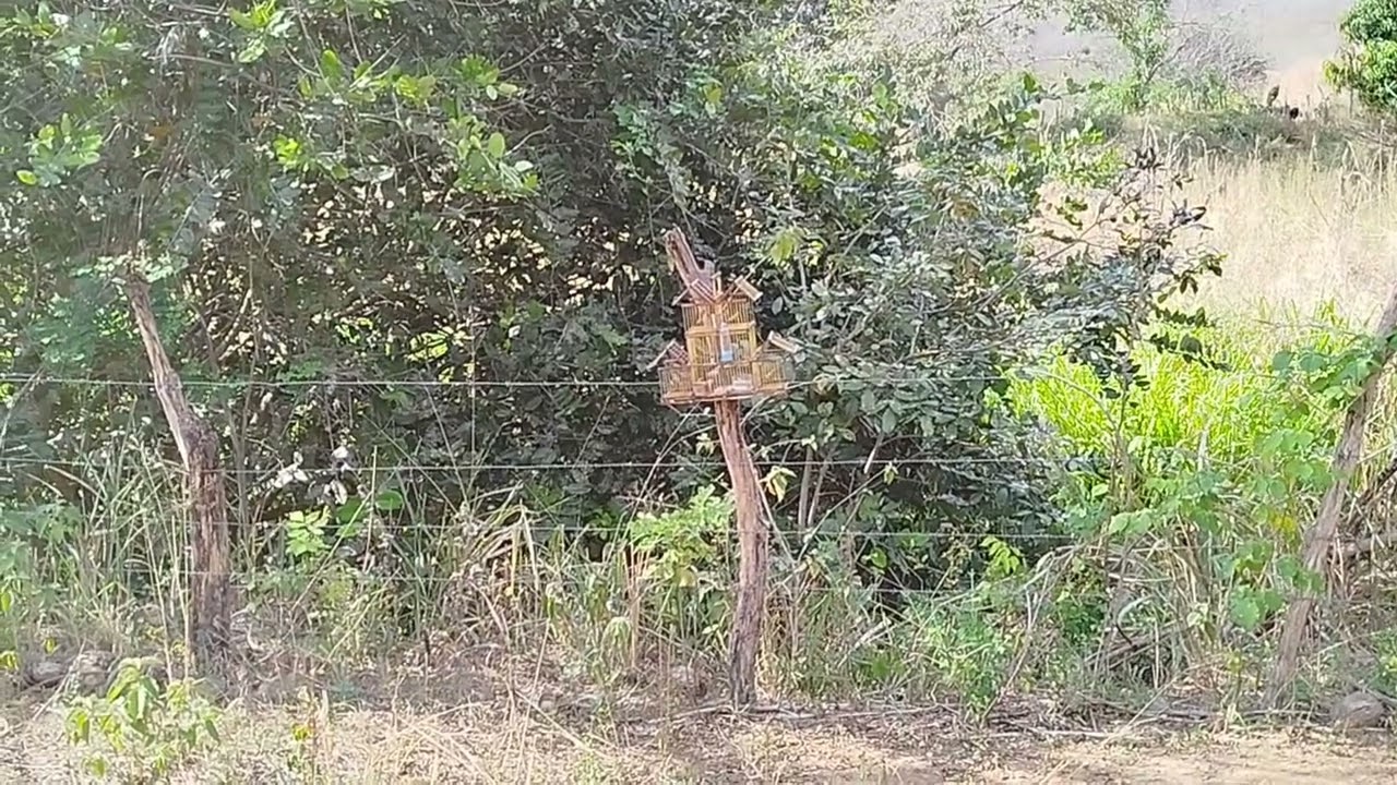 Veja só o que caiu na gaiola de quatro alçapão 💥