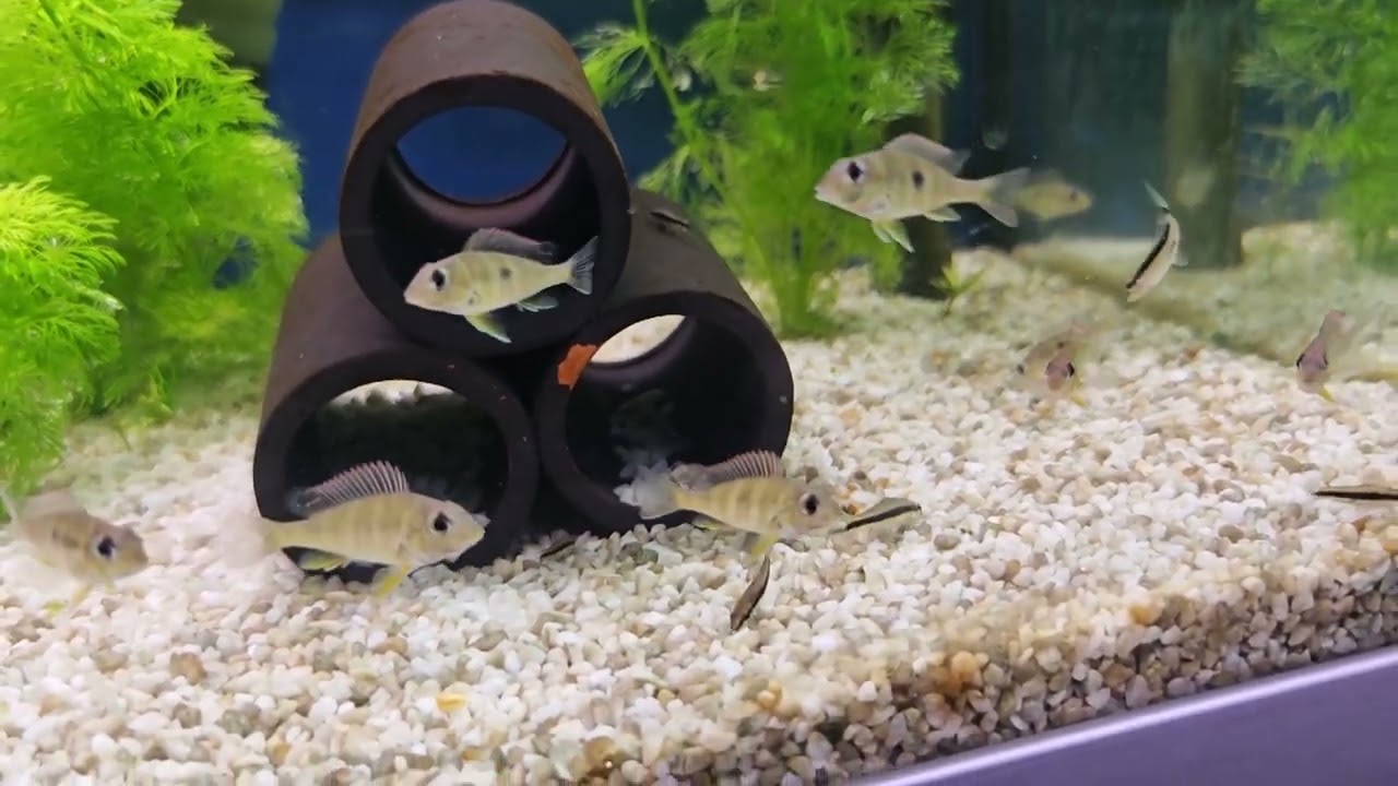 Nytt i butiken! 2025 V.38 Gott och blandat 🐠🌿🐟