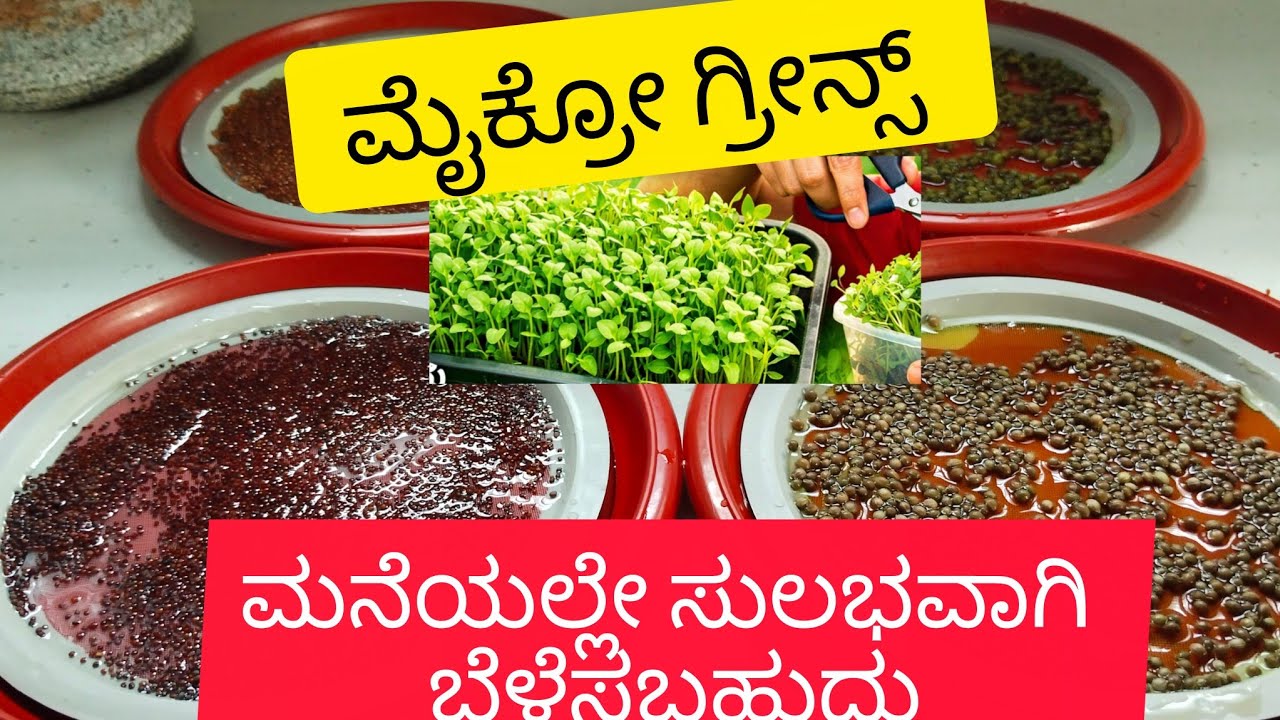 🌱ಸುಲಭವಾಗಿ ಮನೆಯಲ್ಲೇ ಮೈಕ್ರೋ ಗ್ರೀನ್ಸ್ ಬೆಳೆಸುವ ವಿಧಾನ|7 ದಿನಗಳಲ್ಲಿ ಆರೋಗ್ಯಕರ ಹಸಿರು ಆಹಾರ ಬೆಳೆಸಿ|ಡೈಲಿ ಬ್ಲಾಗ್ 
