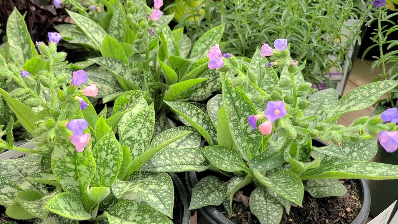 Pulmonaria 'Twinkle Toes' (Lungwort) // Shade Perennial, Small Blue/Pink flowers & Spotted Foliage