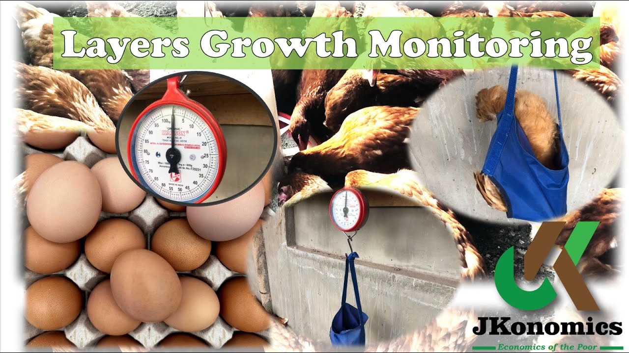 Secret to High Egg Yield: Track Your Layers’ Weight!