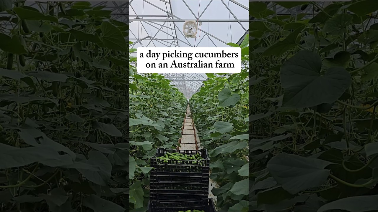 Picking Cucumbers in Australia on a Working Holiday Visa  #workingholidayvisa #australia #farm