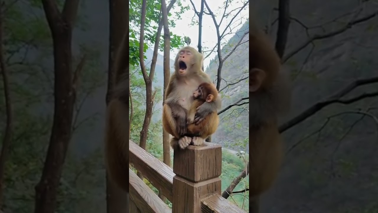 Monkey Sounds 😬#shorts