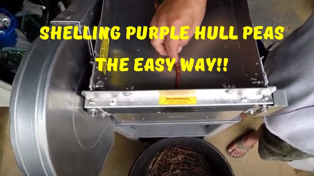 Shelling Purple Hull Peas The Easy Way // Pea Shelling Demonstration!!