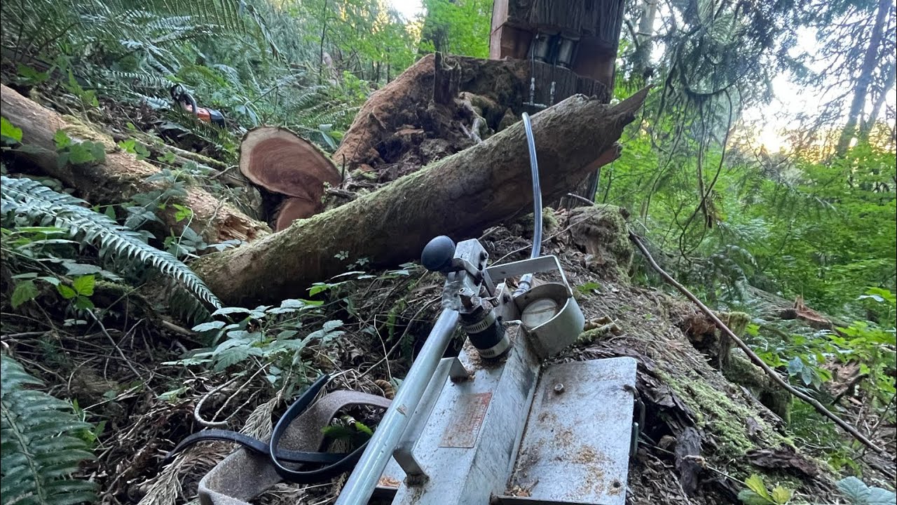 House trees and tree jacks!