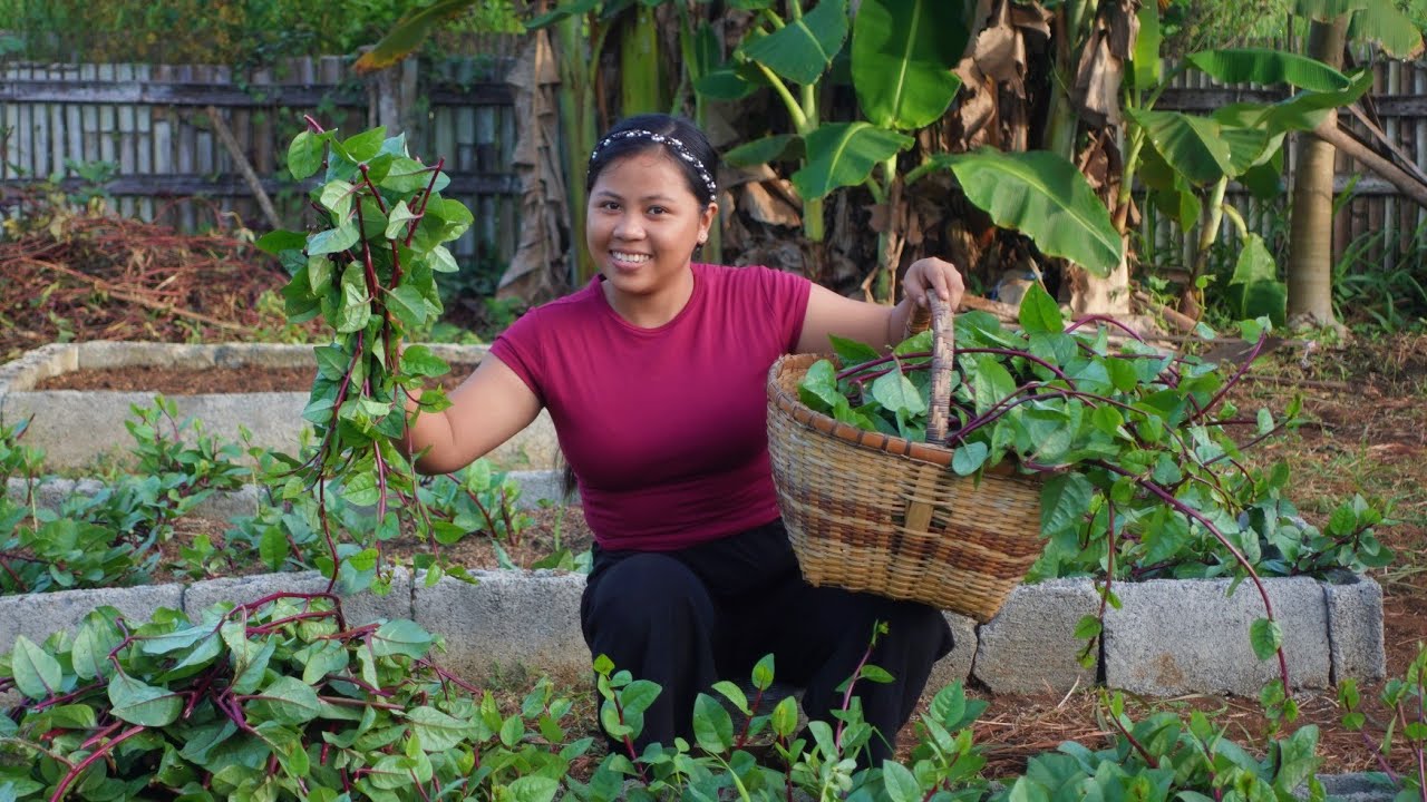 Simpleng Buhay sa Probinsya - Planting Kangkong and Harvesting our Alugbati or Malabar Spinach!