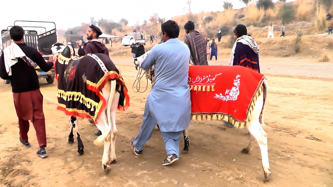 Highlights | Bulls Volog | The Bull Gallery |  Fatehjangi Bulls