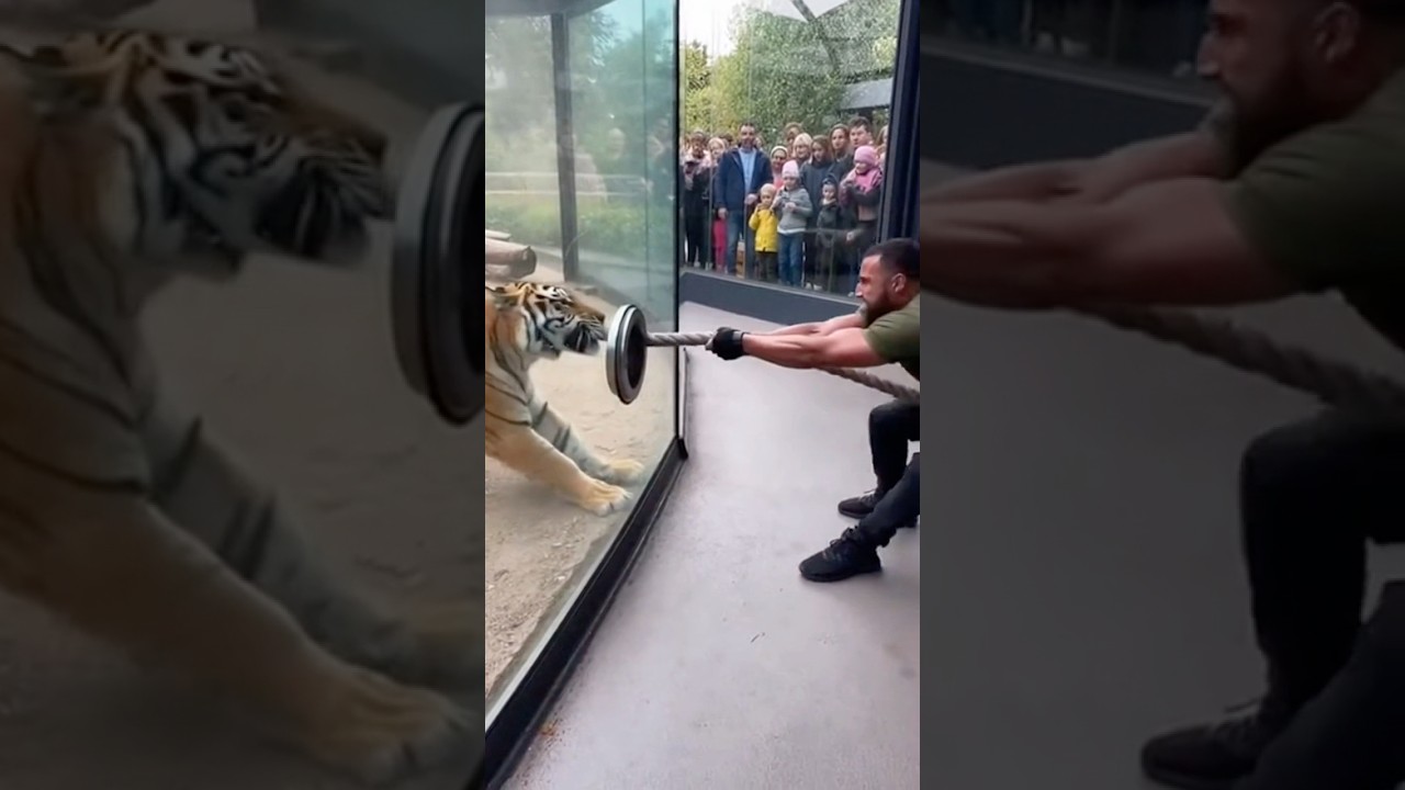 Strength Test Against a Tiger 😳 