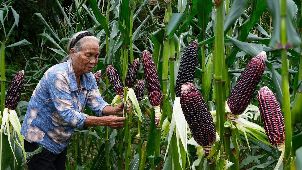 煮了會掉色的玉米你见過嗎？原來全身都是寶Corn that loses color when cooked is used to make traditional delicacies |玉林阿婆