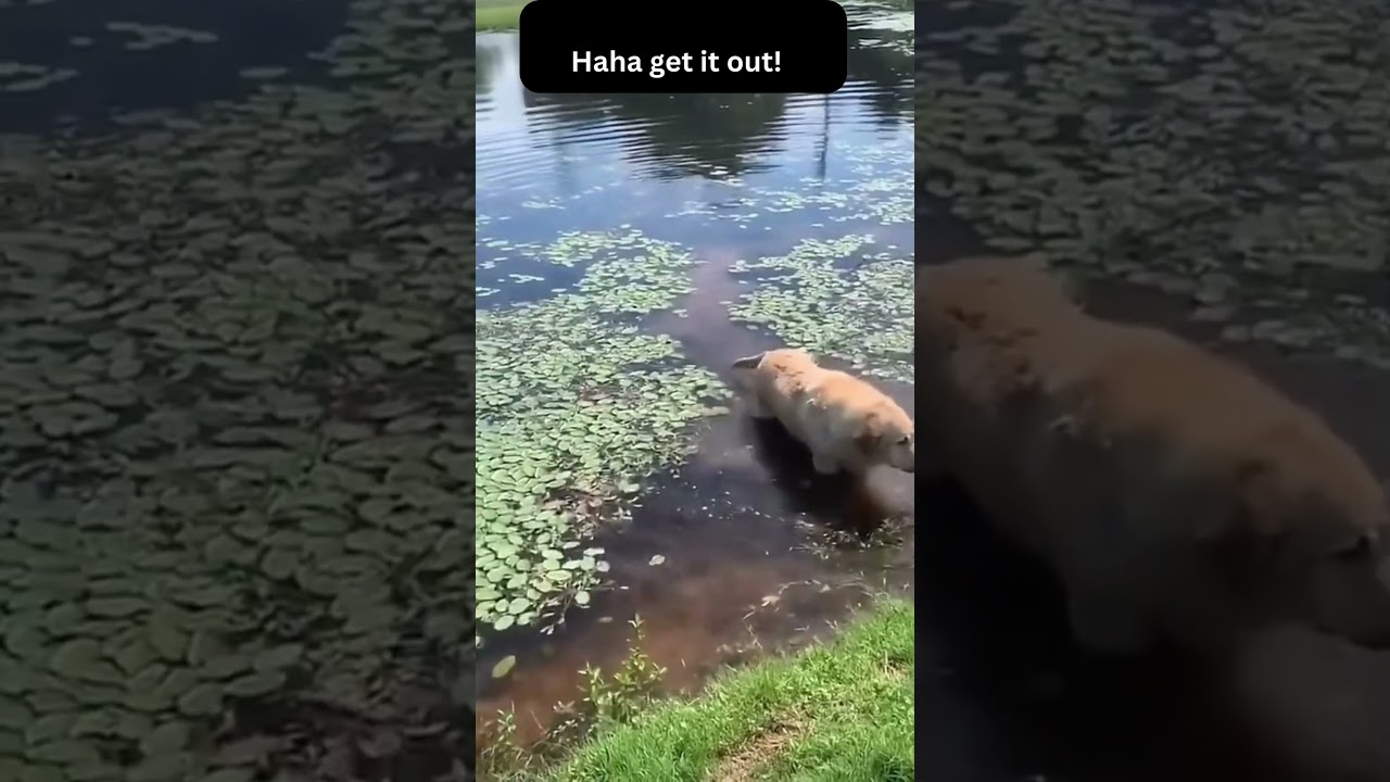 Dog had way too much pond water haha! #shorts #animals #nature #puppy
