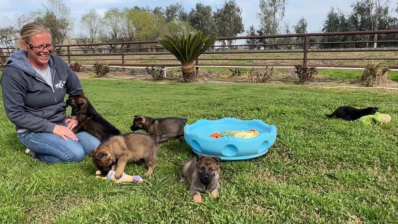 Eddie X Vronika puppies