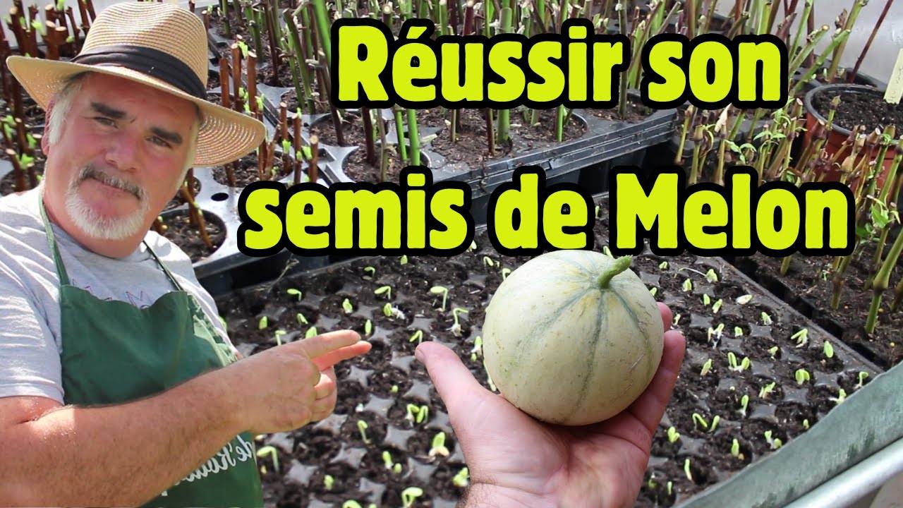 5 astuces pour  réussir son semis de melons nord et sud