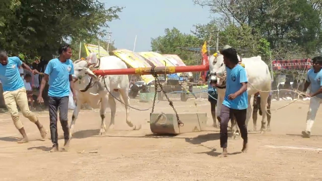 ఒండుట్ల 6పళ్ళ విభాగం 10వ జత. మేకల బానూజ గారు 