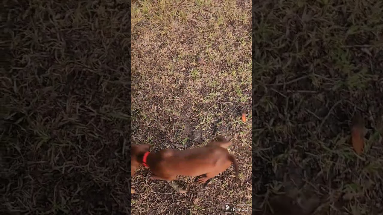 Redbone coonhound.  Tracking wounded deer with dog!