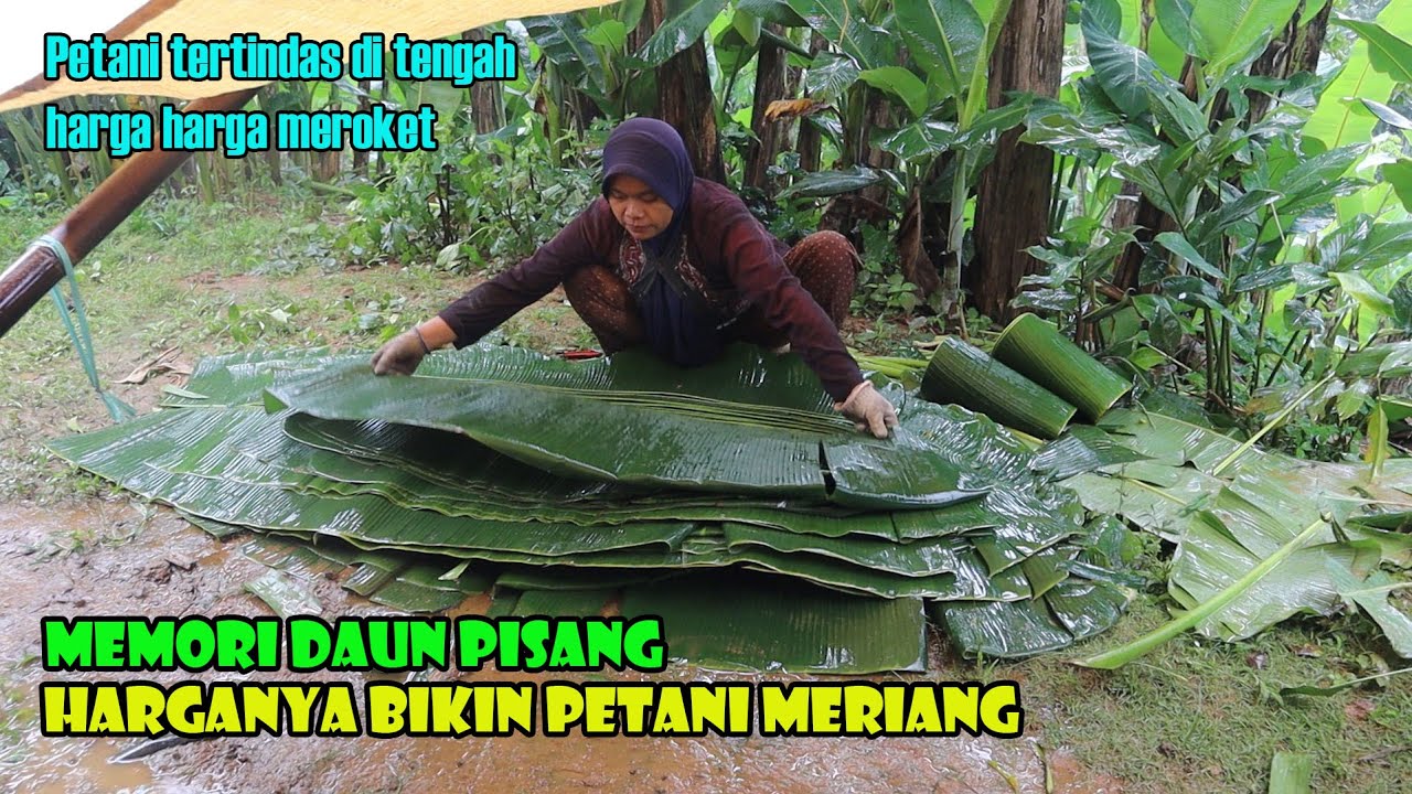 Inilah Definisi Petani Selalu Tertindas. Produk Mereka Selalu Murah Di tengah harga harga meroket