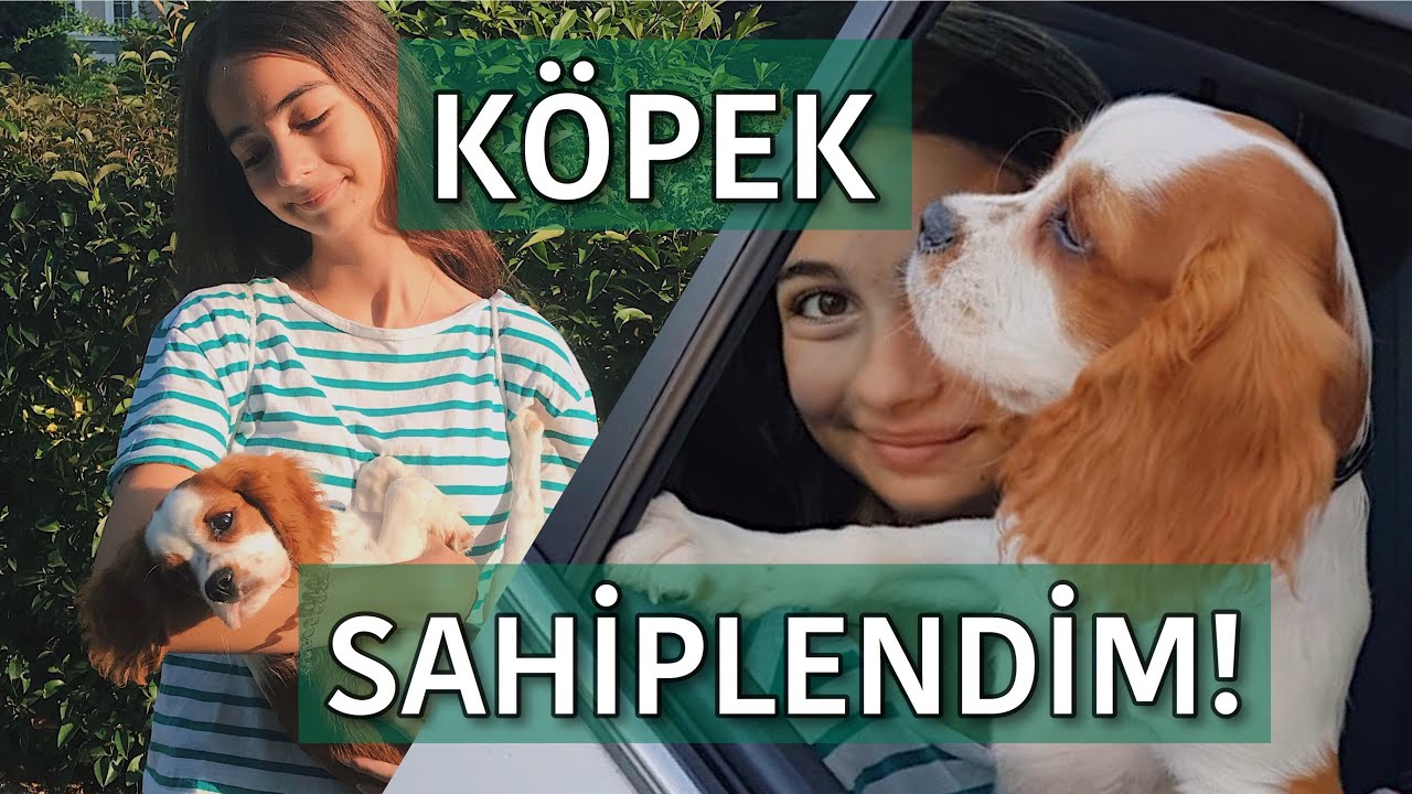 KÖPEK SAHİPLENDİM! Merak edilenler | King Charles Cavalier