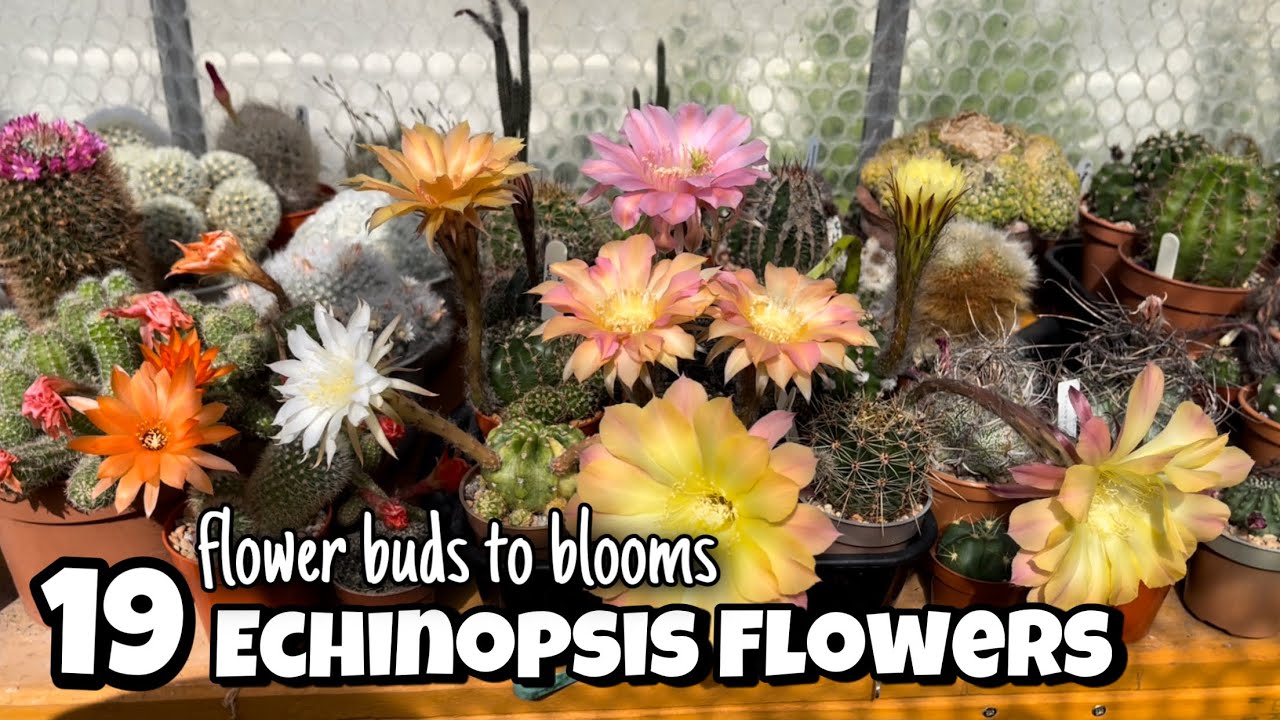 Echinopsis cactus plants from flower buds to blooms | 19 colorful big flowers | new colours 2022