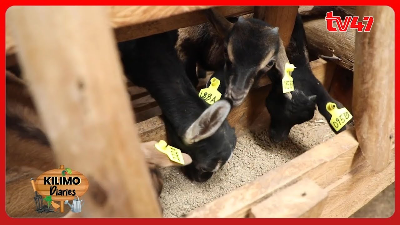 Dairy Goat Farming; Why goats smell with Dr. Jorum Kimani, Mali Green Dairy Farm PT1| Kilimo Diaries