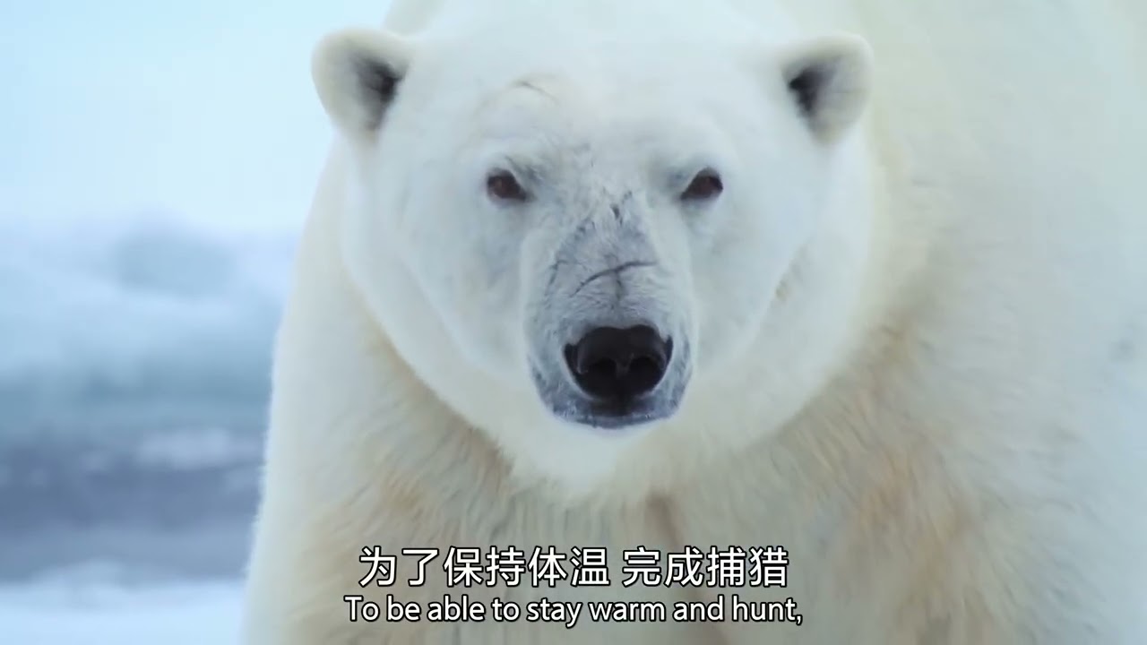 熊科动物 @ 捕食者的隐秘世界 Apex Predators Invisible Worlds