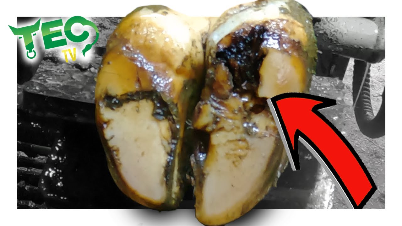 BLACK HOLE TRACKING THROUGH COW'S FOOT | TEC TV