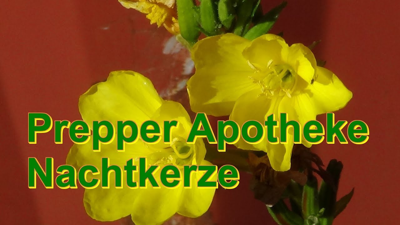 Prepper Apotheke Nachtkerze