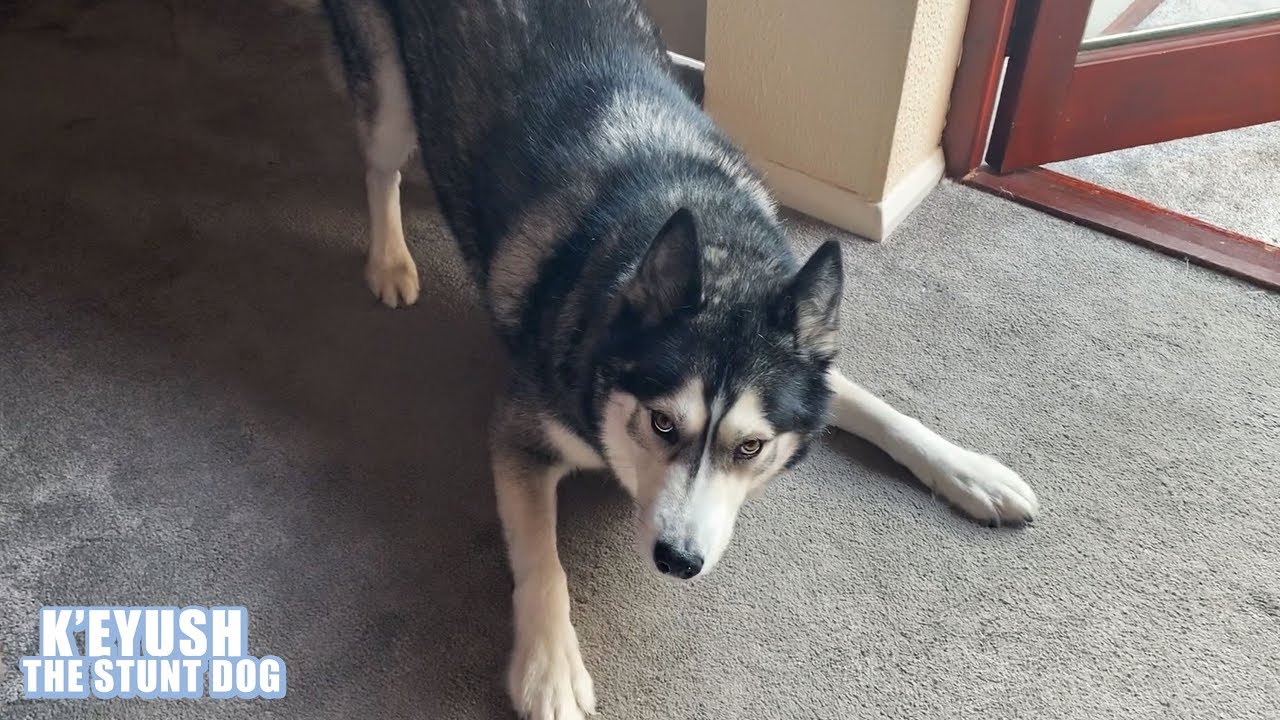 Arguing With My Husky About Wearing A Harness! He HATES Them!