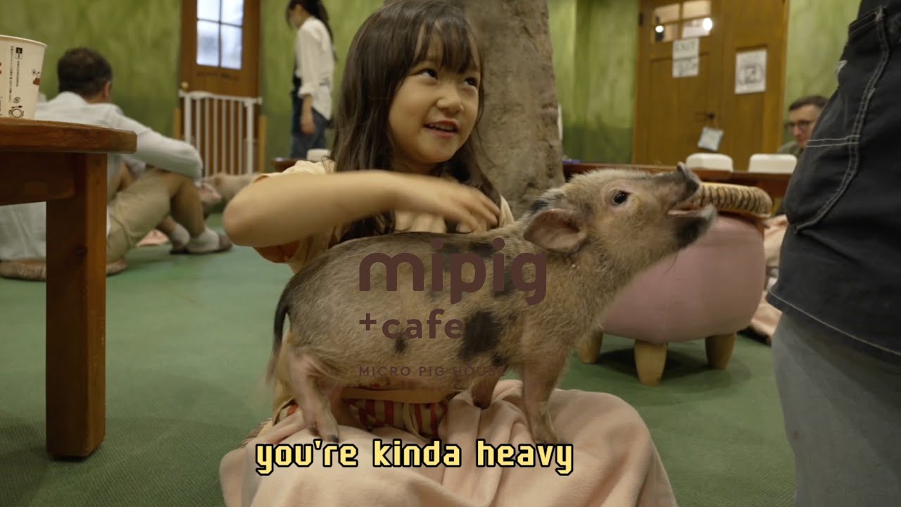 🐷 PIG CAFE ⭐ Harajuku mipig 🇯🇵 #tokyo#animalcafe#harajuku#vlog