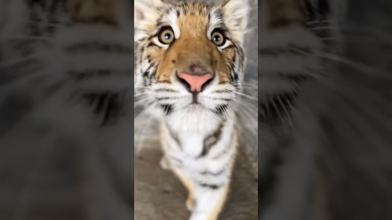 Big Cat Lover 🥰 Zoo Planet &hearts;️
