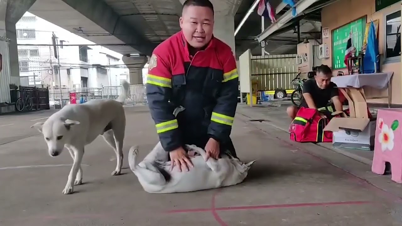 Friendly stray dog serves as model for CPR demo