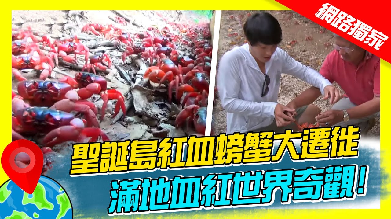 【澳洲】聖誕島紅血螃蟹大遷徙 滿地血紅世界奇觀｜《世界第一等》699集濃縮精華版 #世界該去哪