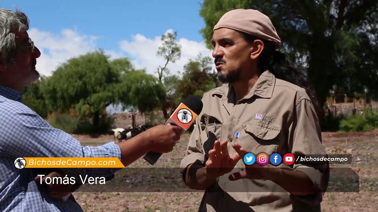 Tomás Vera, veterinario especializado en cabras del INTA
