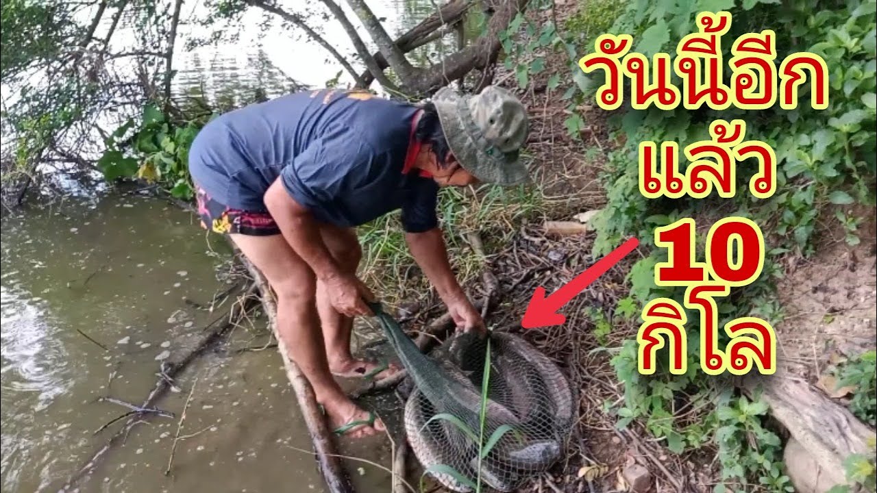 29 พฤษภาคม ค.ศ. 2022snakehead fish trap กู้ลอบดักปลาช่อน พี่เล็กจัดอีกแล้ว 10 กิโล