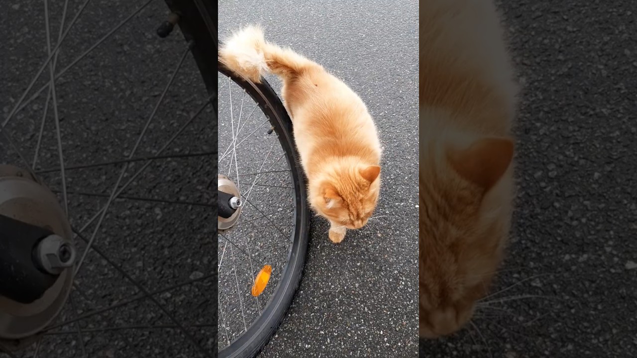 Преданный кот встречает меня 