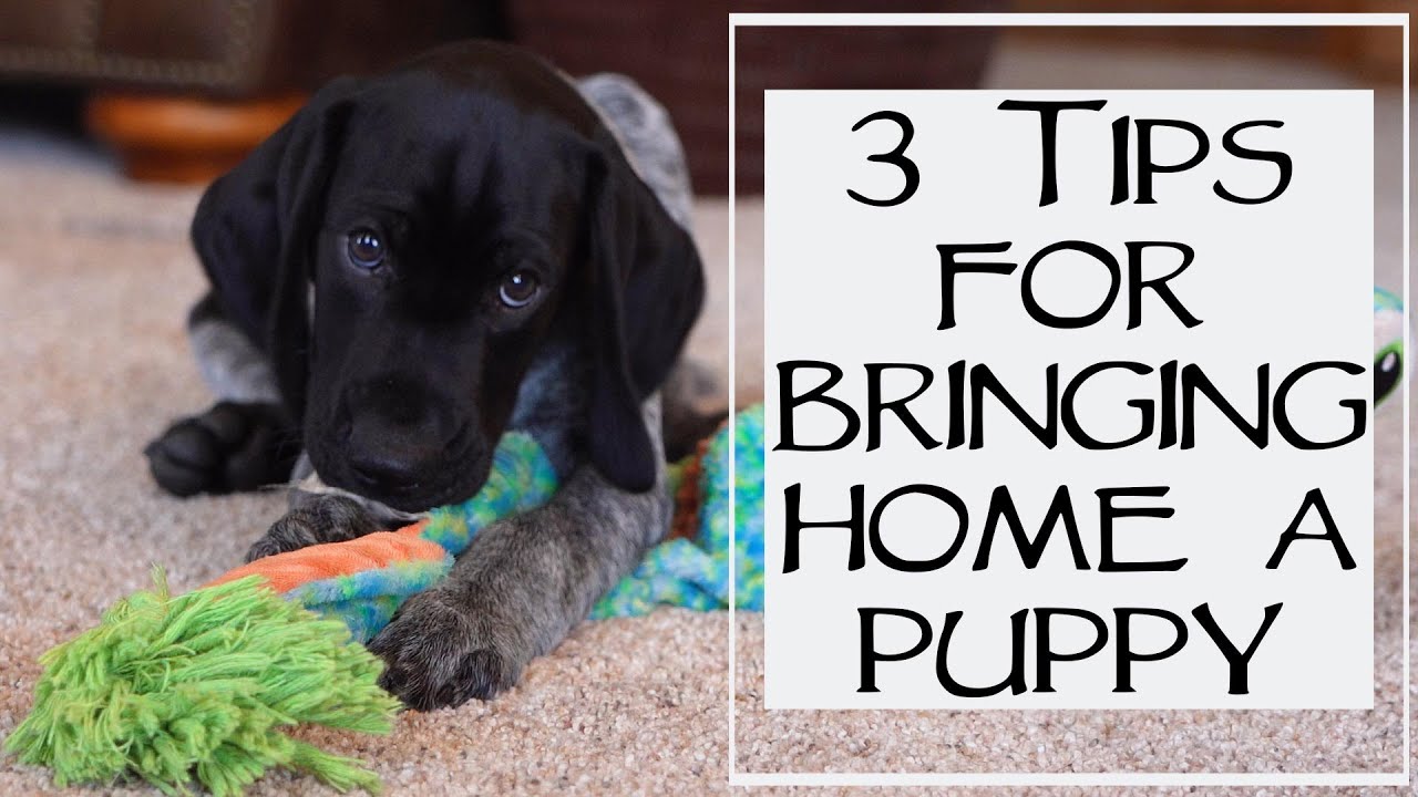 3 Things You Need To Know Before Bringing Home A New Puppy