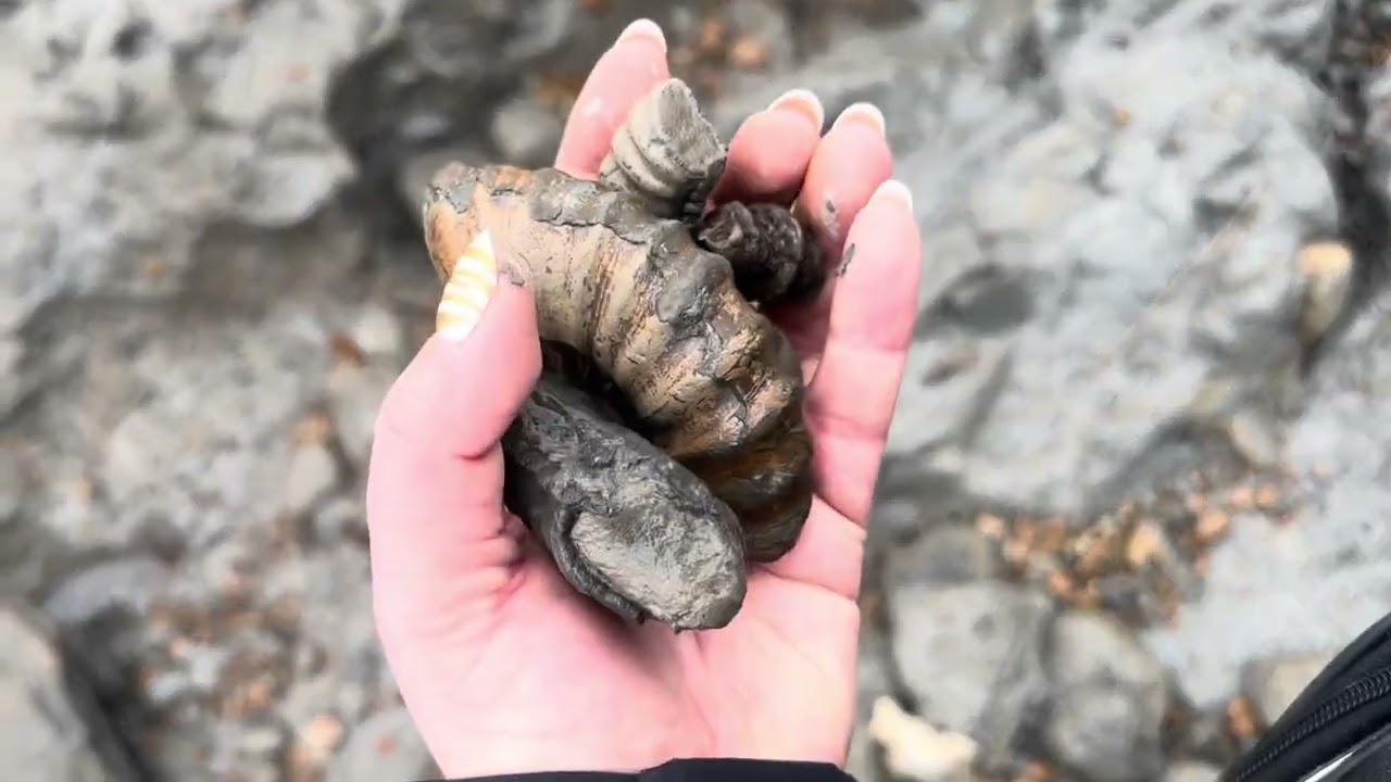 Sea Town UK poszukiwanie skamieniałości. Fossil hunting 