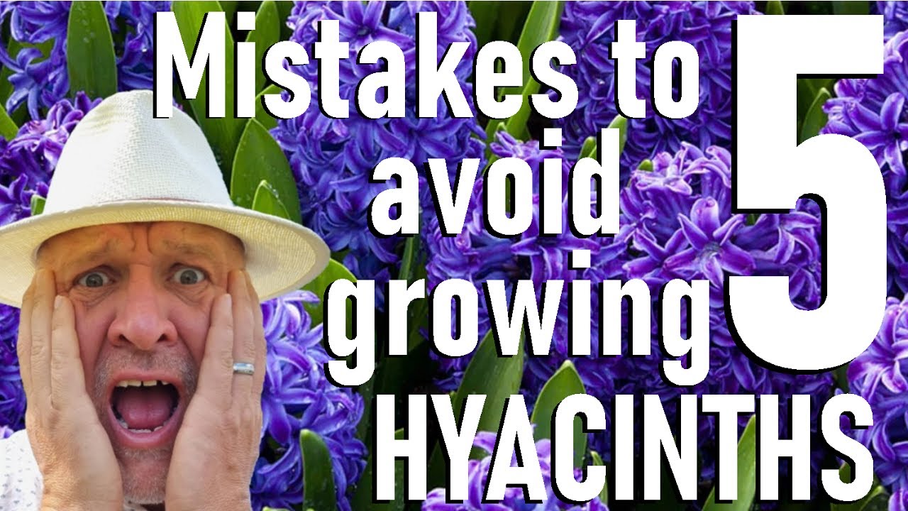 Pięć błęd&oacute;w, kt&oacute;rych należy unikać w uprawie hiacynt&oacute;w - Hyacinthus orientalis