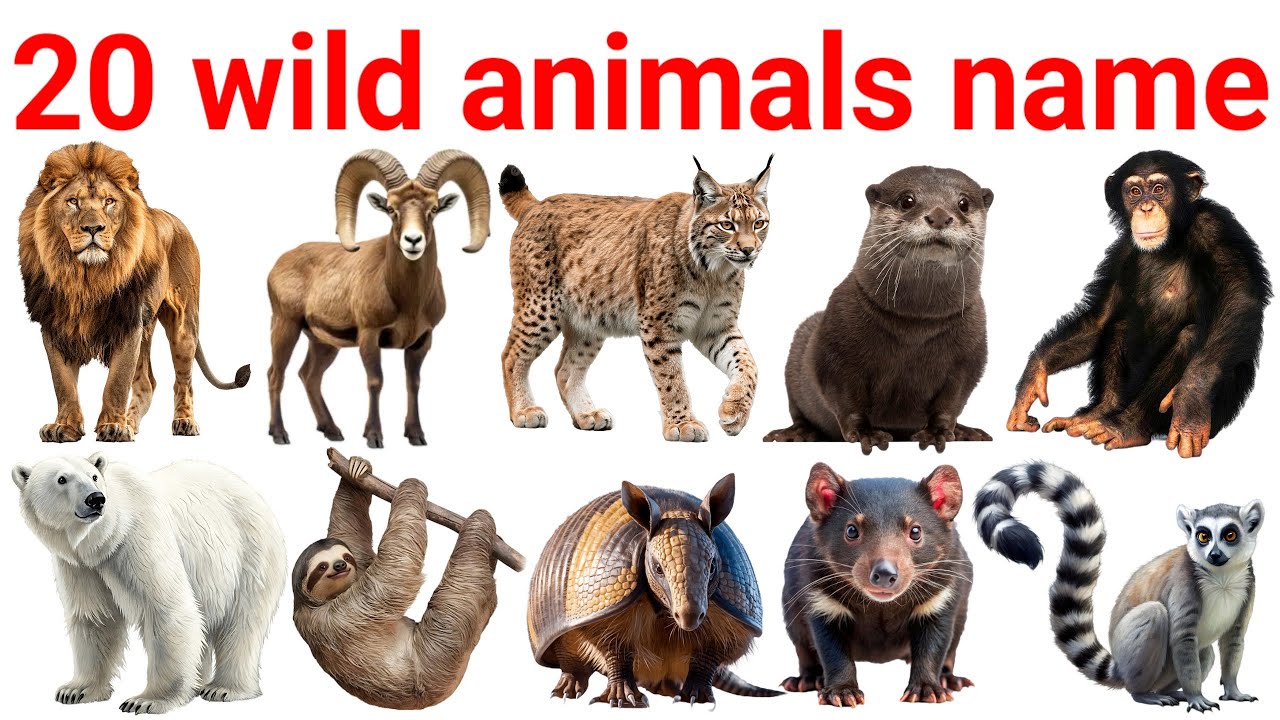 20 Wild Animals Name in English and Hindi | जंगली जानवरों के नाम | Kids Learning Video