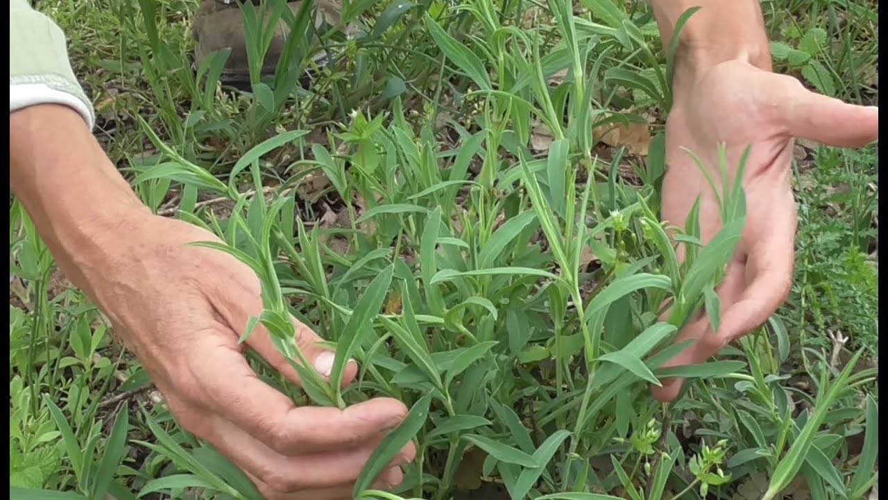 Aromatiche e non solo, coltivazione e ricette: Stridolo  Silene vulgaris