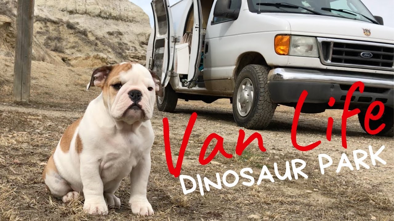 Camping Out In A Dinosaur Park | VAN LIFE With A Puppy