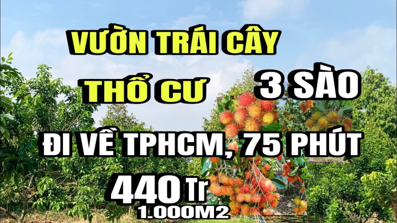 Vườn chôm chôm, 3 sào thổ cư 100m2, lộ xe hơi, tại Huyện cẩm Mỹ cũ, Đồng Nai