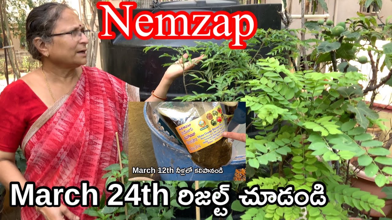 Nem zap వాడాను రిజల్ట్ చూడండి