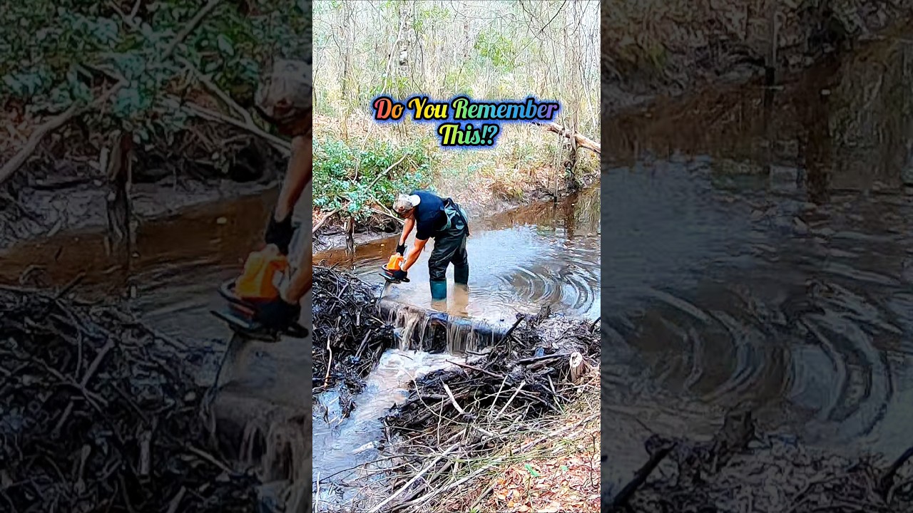 Beavers Secret Weapon Cut! || Beaver Dam Removal! #shorts